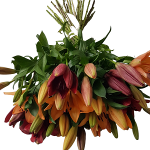 multi colored lilies bunch